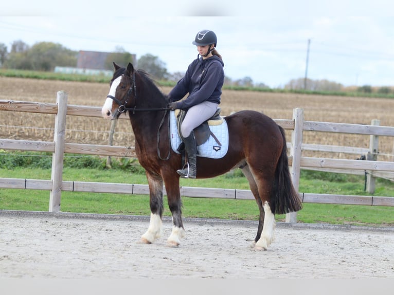Gypsy Horse Gelding 4 years 13,3 hh Brown in Bogaarden
