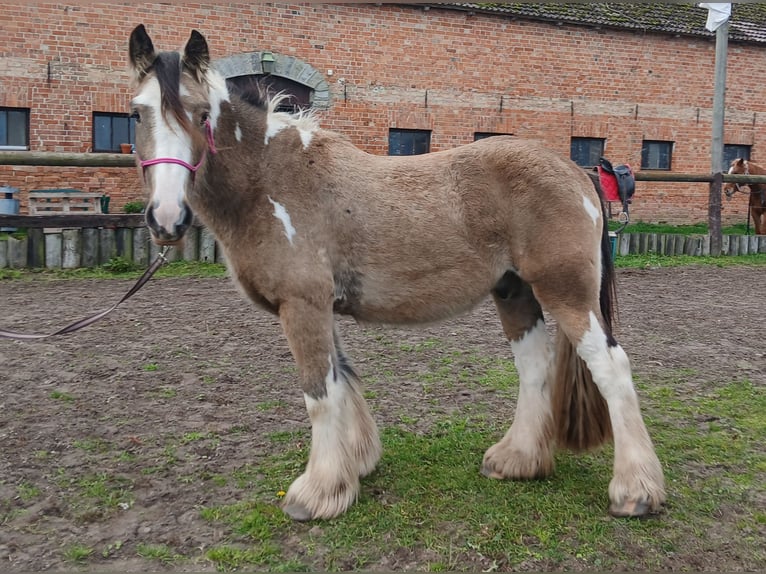 Gypsy Horse Gelding 4 years 13,3 hh Buckskin in Wittstock