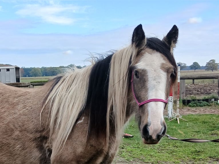 Gypsy Horse Gelding 4 years 13,3 hh Buckskin in Wittstock