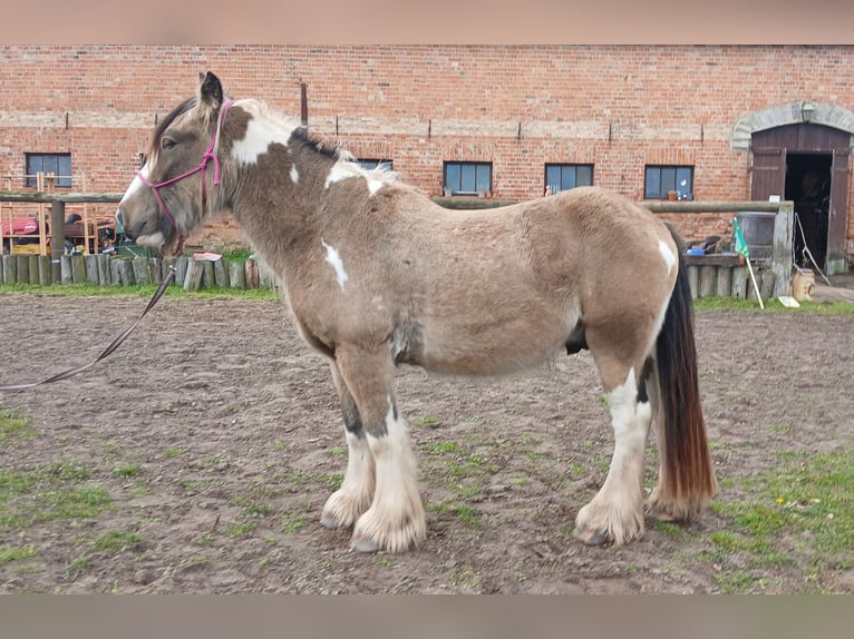 Gypsy Horse Gelding 4 years 13,3 hh Buckskin in Wittstock