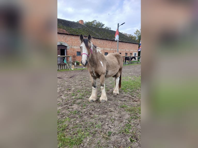 Gypsy Horse Gelding 4 years 13,3 hh Buckskin in Wittstock