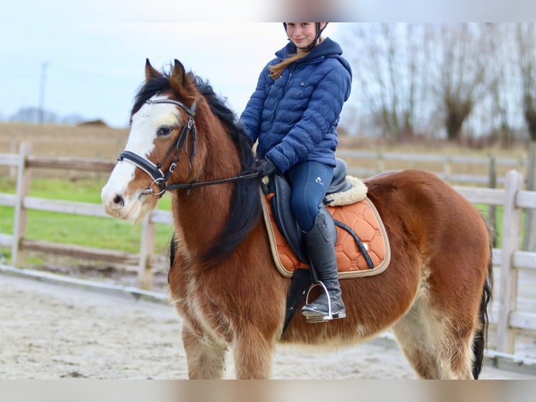 Gypsy Horse Gelding 4 years 14,1 hh Brown-Light in Bogaarden