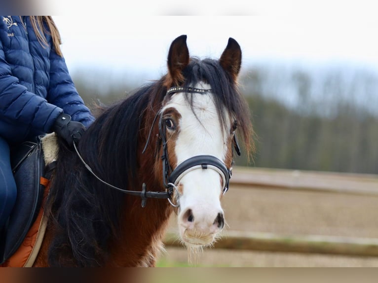 Gypsy Horse Gelding 4 years 14,1 hh Brown-Light in Bogaarden