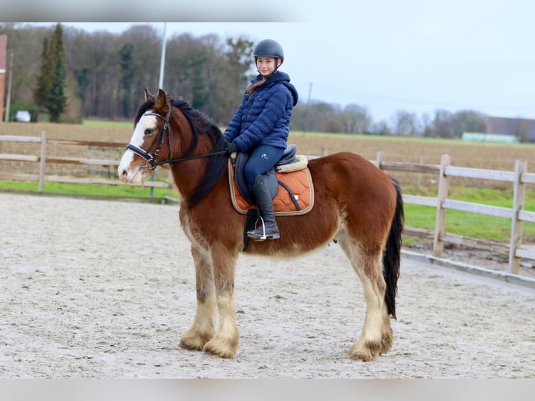 Gypsy Horse Gelding 4 years 14,1 hh Brown-Light in Bogaarden