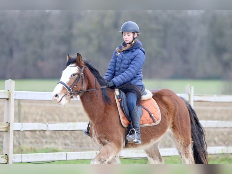 Gypsy Horse Gelding 4 years 14,1 hh Brown-Light in Bogaarden