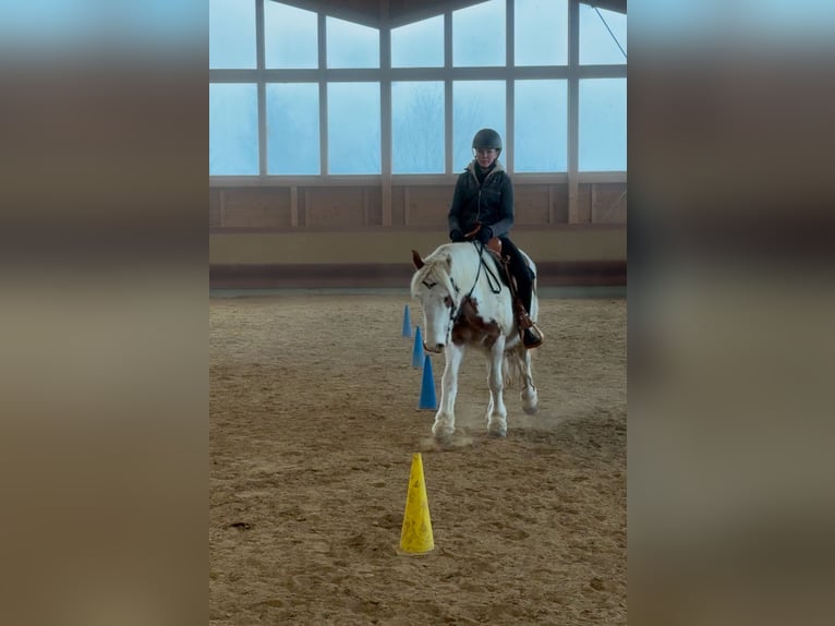 Gypsy Horse Gelding 4 years 14,1 hh Pinto in AchstettenAchstetten