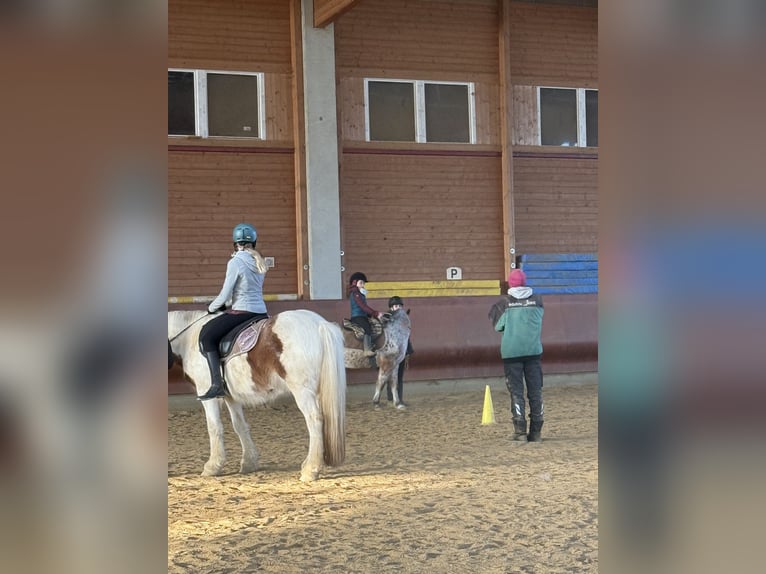 Gypsy Horse Gelding 4 years 14,1 hh Pinto in AchstettenAchstetten