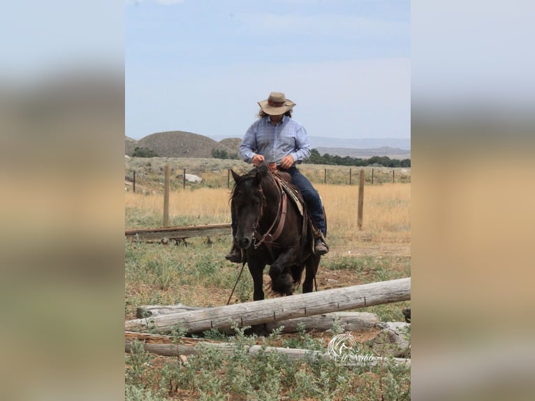 Gypsy Horse Mix Gelding 4 years 14,2 hh Black in Cody