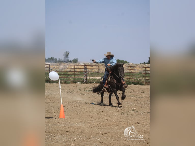 Gypsy Horse Mix Gelding 4 years 14,2 hh Black in Cody