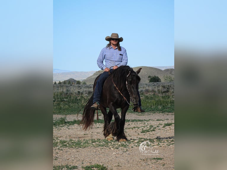 Gypsy Horse Mix Gelding 4 years 14,2 hh Black in Cody