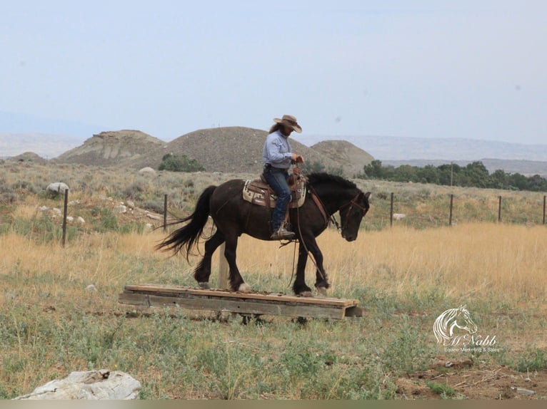 Gypsy Horse Mix Gelding 4 years 14,2 hh Black in Cody