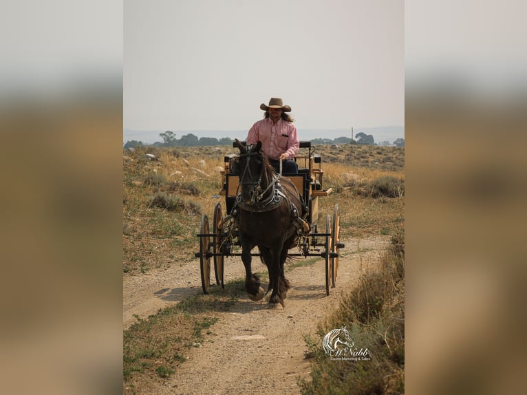 Gypsy Horse Mix Gelding 4 years 14,2 hh Black in Cody