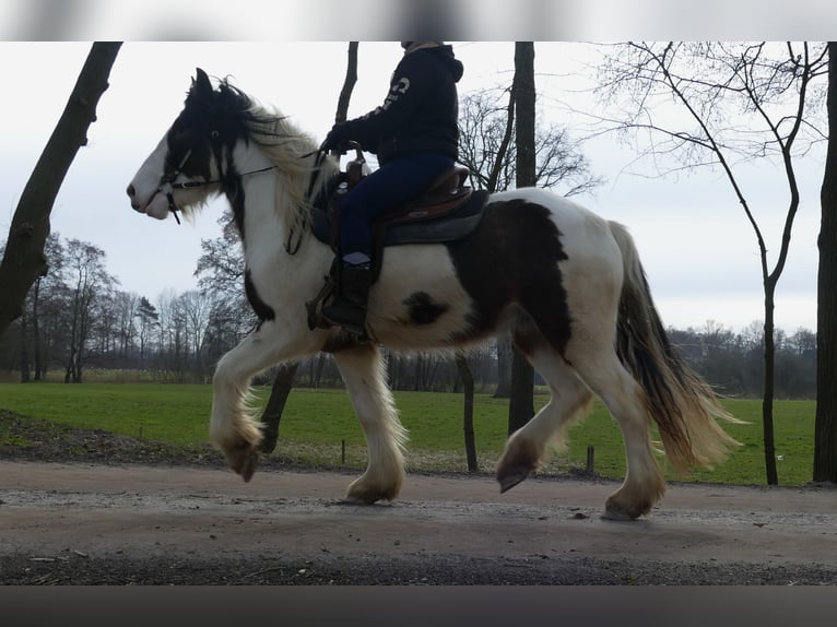 Gypsy Horse Gelding 4 years 14.2 hh Pinto in Lathen