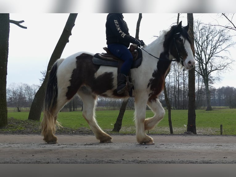 Gypsy Horse Gelding 4 years 14.2 hh Pinto in Lathen