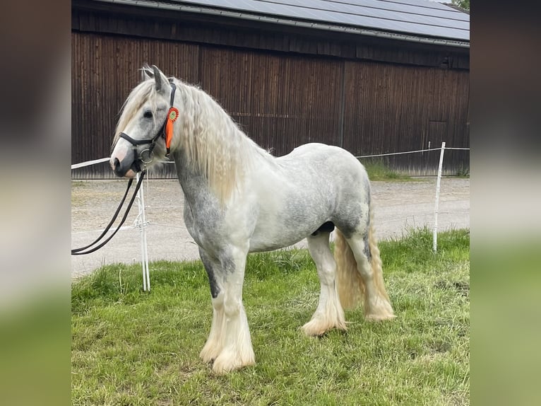 Gypsy Horse Gelding 4 years 14,2 hh Pinto in Eisingen