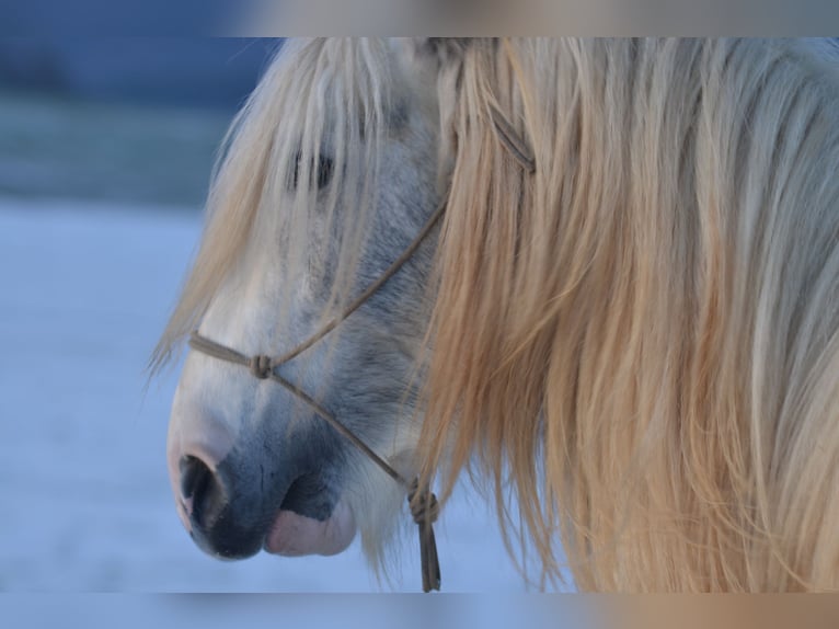 Gypsy Horse Gelding 4 years 14,2 hh Pinto in Eisingen