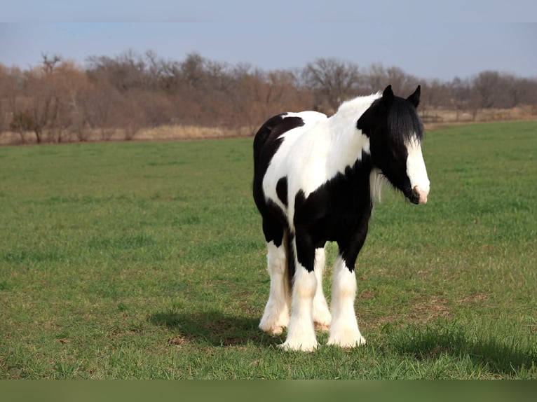 Gypsy Horse Gelding 4 years 14.2 hh Pinto in Ripley