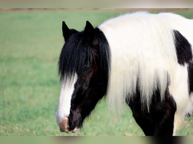 Gypsy Horse Gelding 4 years 14.2 hh Pinto in Ripley