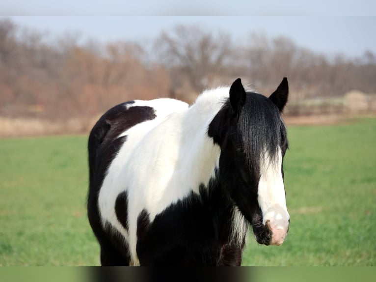 Gypsy Horse Gelding 4 years 14.2 hh Pinto in Ripley