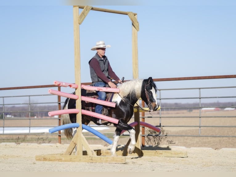 Gypsy Horse Mix Gelding 4 years 14,2 hh Pinto in Fairbank