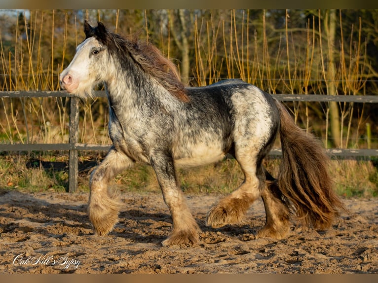 Gypsy Horse Gelding 4 years 14.2 hh Sabino in Møldrup