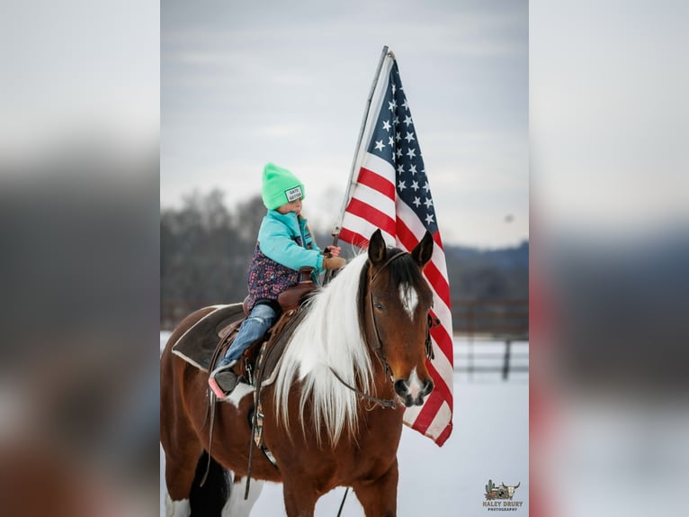 Gypsy Horse Mix Gelding 4 years 14.3 hh Bay in Auburn