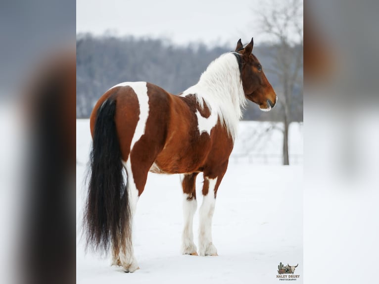 Gypsy Horse Mix Gelding 4 years 14.3 hh Bay in Auburn