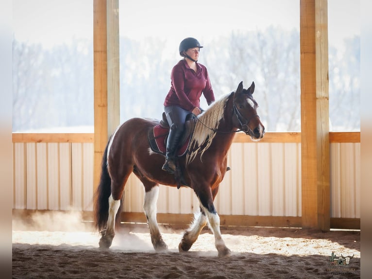 Gypsy Horse Mix Gelding 4 years 14.3 hh Bay in Auburn