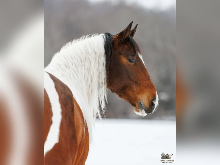 Gypsy Horse Mix Gelding 4 years 14.3 hh Bay in Auburn