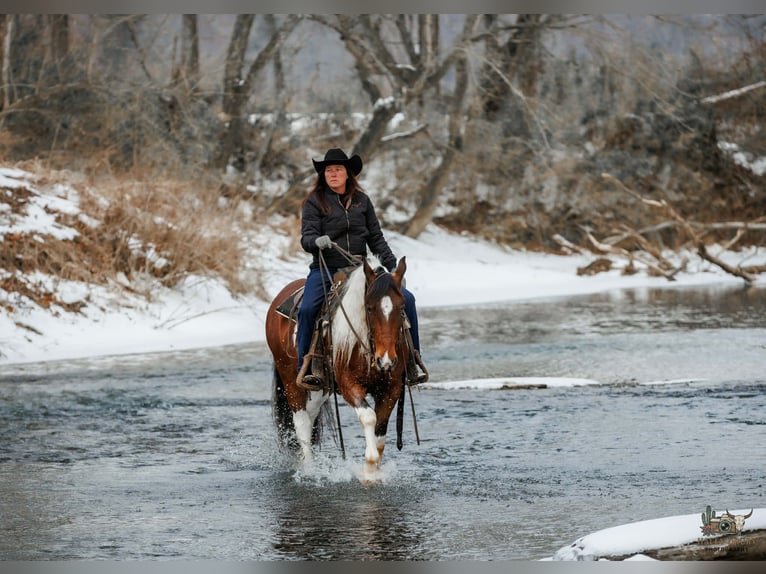 Gypsy Horse Mix Gelding 4 years 14.3 hh Bay in Auburn