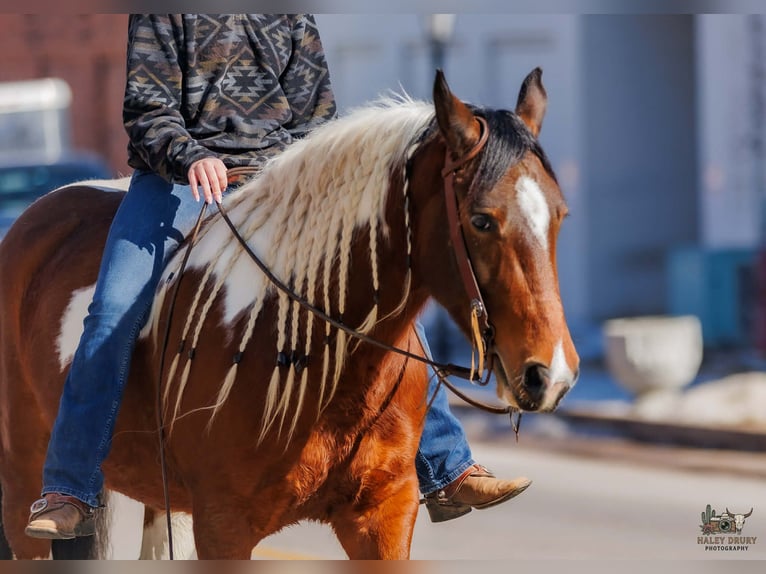 Gypsy Horse Mix Gelding 4 years 14.3 hh Bay in Auburn