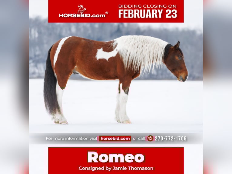 Gypsy Horse Mix Gelding 4 years 14.3 hh Bay in Auburn