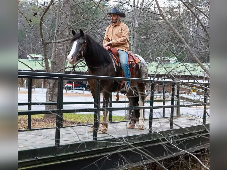 Gypsy Horse Mix Gelding 4 years 14,3 hh Black in Blairsville
