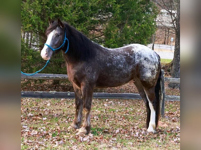 Gypsy Horse Mix Gelding 4 years 14,3 hh Black in Blairsville