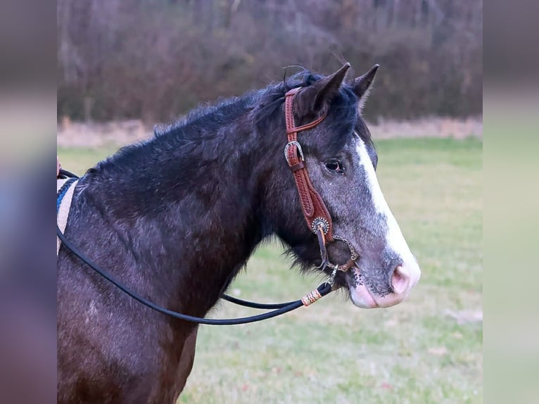 Gypsy Horse Mix Gelding 4 years 14,3 hh Black in Blairsville