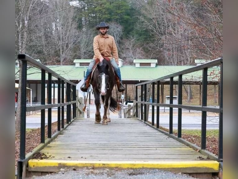 Gypsy Horse Mix Gelding 4 years 14,3 hh Black in Blairsville