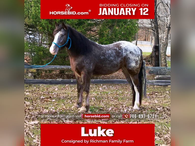 Gypsy Horse Mix Gelding 4 years 14,3 hh Black in Blairsville