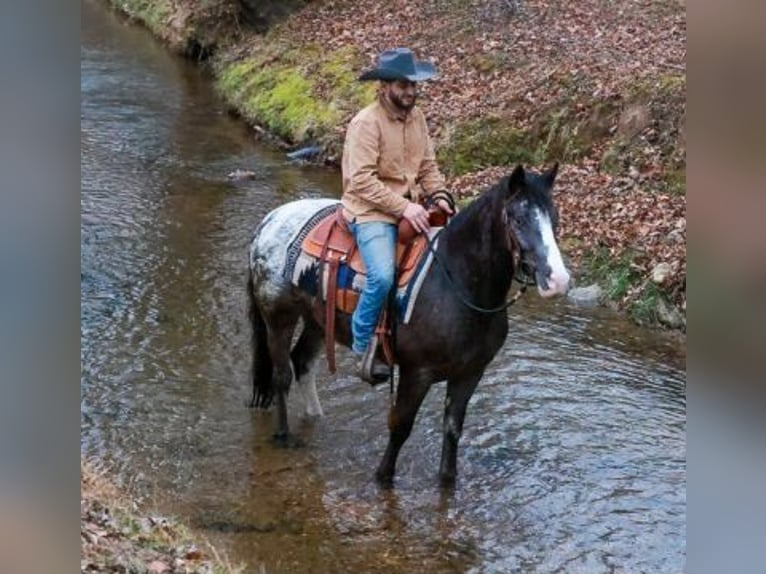 Gypsy Horse Mix Gelding 4 years 14,3 hh Black in Blairsville