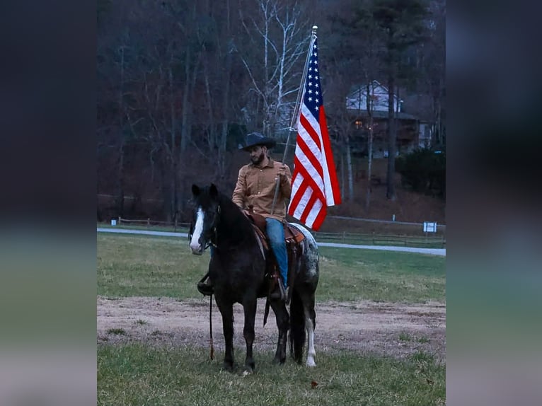 Gypsy Horse Mix Gelding 4 years 14,3 hh Black in Blairsville