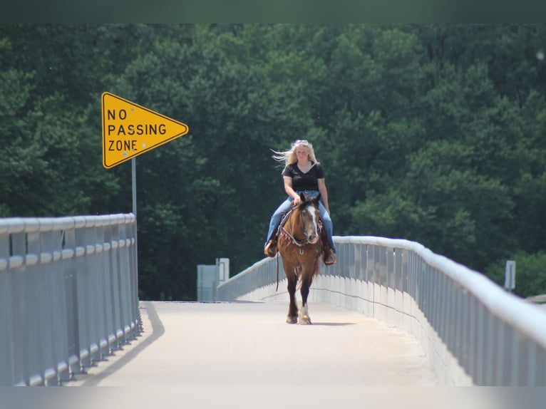 Gypsy Horse Mix Gelding 4 years 14,3 hh Buckskin in Plano