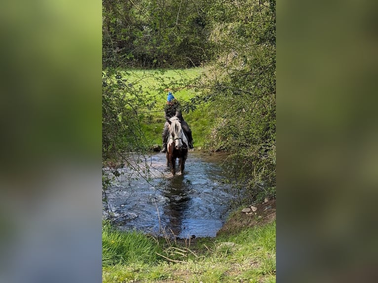 Gypsy Horse Gelding 4 years 14.3 hh Pinto in Pepingen