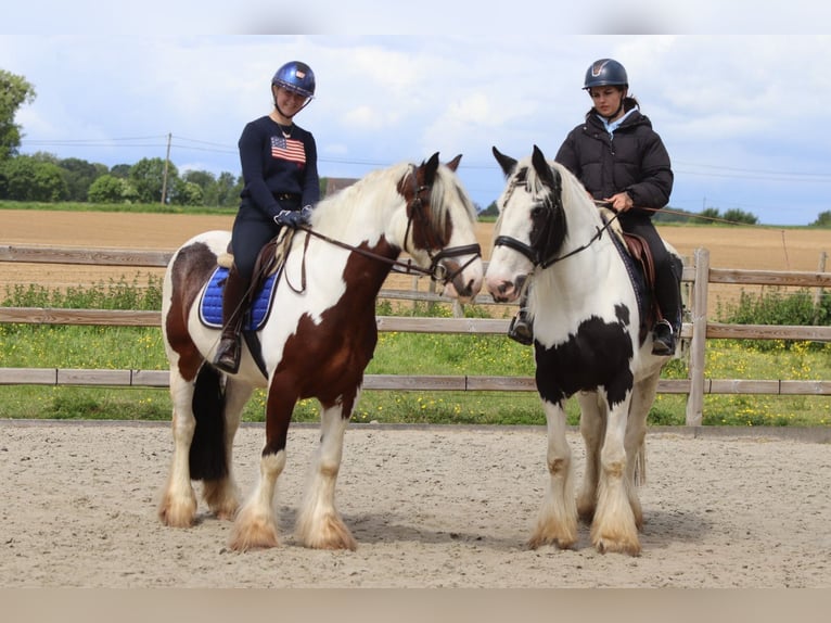 Gypsy Horse Gelding 4 years 14.3 hh Pinto in Pepingen