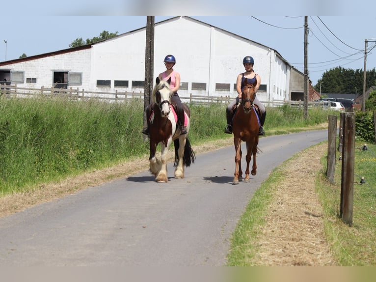 Gypsy Horse Gelding 4 years 14.3 hh Pinto in Pepingen
