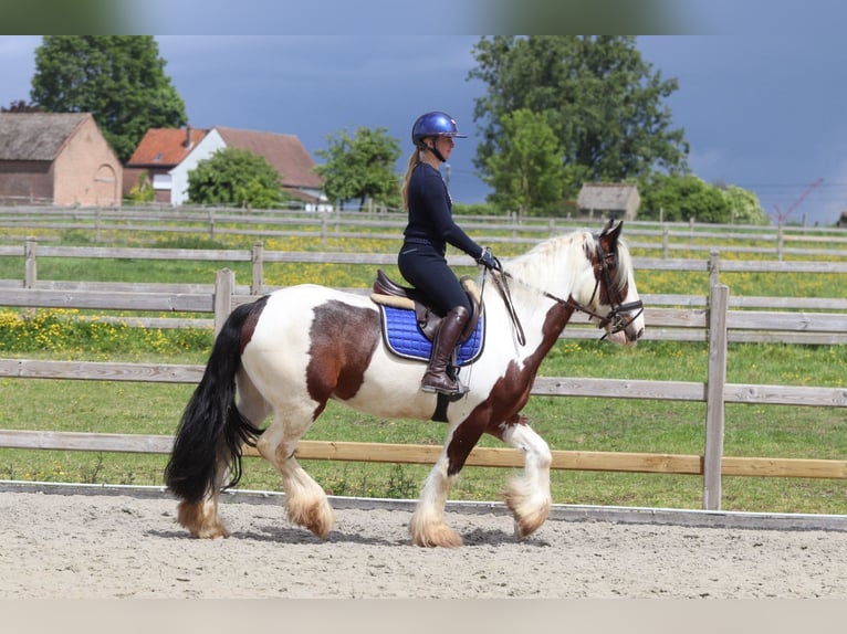 Gypsy Horse Gelding 4 years 14.3 hh Pinto in Pepingen