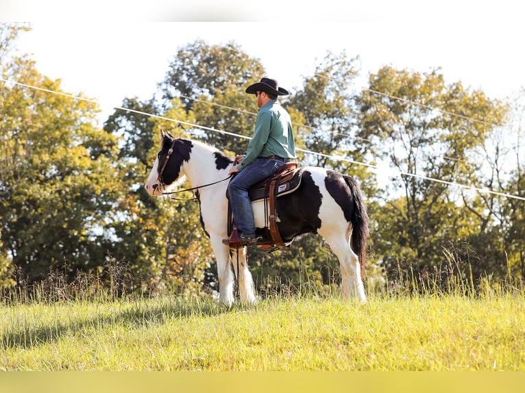 Gypsy Horse Gelding 4 years 14,3 hh Tobiano-all-colors in Santa Fe, TN