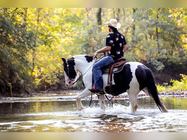 Gypsy Horse Gelding 4 years 14,3 hh Tobiano-all-colors in Santa Fe, TN