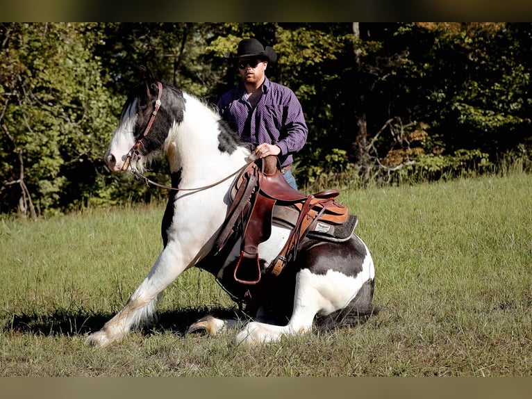 Gypsy Horse Gelding 4 years 14,3 hh Tobiano-all-colors in Santa Fe, TN