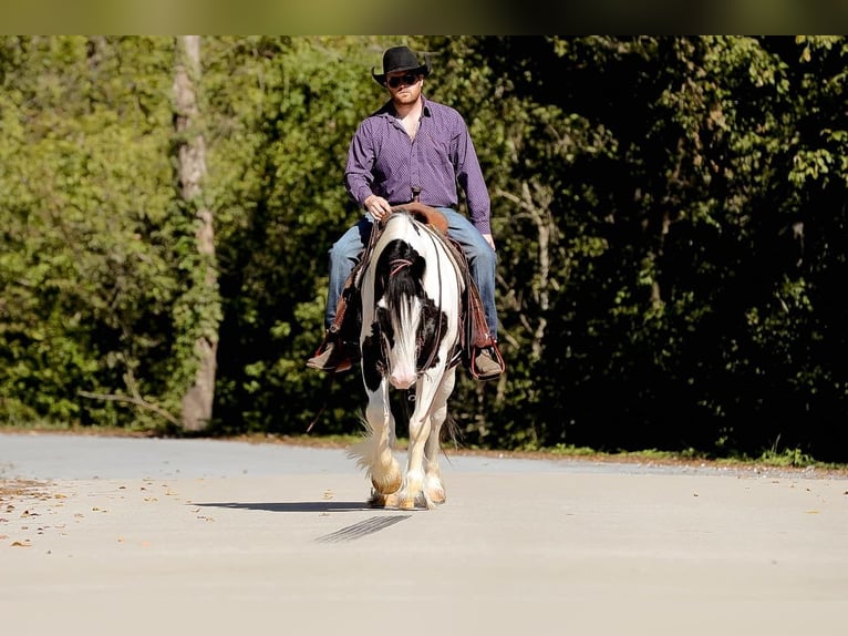 Gypsy Horse Gelding 4 years 14,3 hh Tobiano-all-colors in Santa Fe, TN