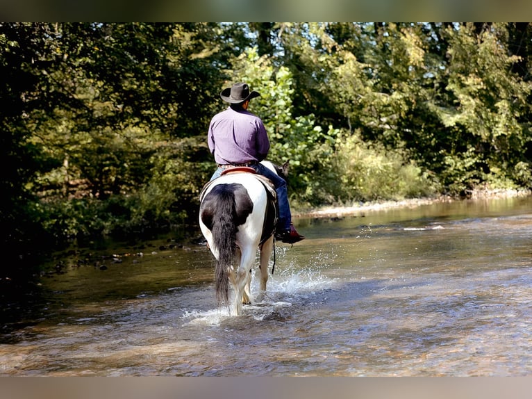 Gypsy Horse Gelding 4 years 14,3 hh Tobiano-all-colors in Santa Fe, TN