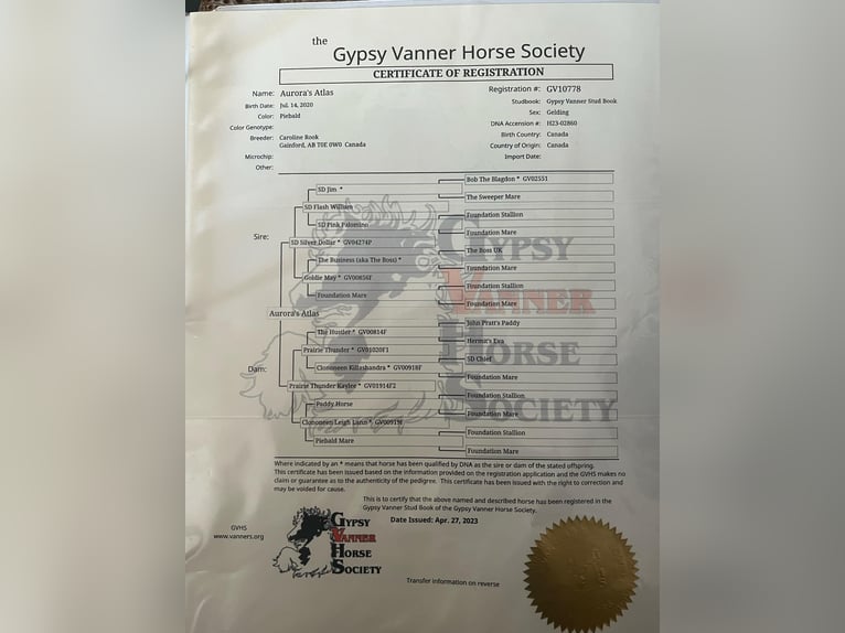 Gypsy Horse Gelding 4 years 14,3 hh Tobiano-all-colors in Santa Fe, TN